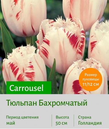 Тюльпан Бахромчатый (fringled) Carrousel